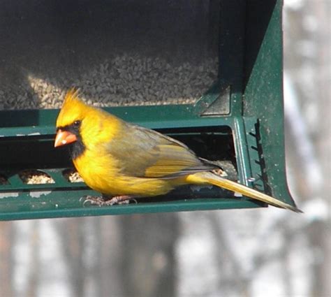 The Yellow Cardinal Lives On Ohio Birds And Biodiversity Cardinal
