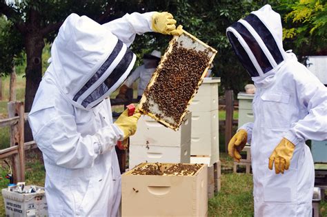 Beekeepers Benefit From The Hive Mind In Community Apiaries The Salt