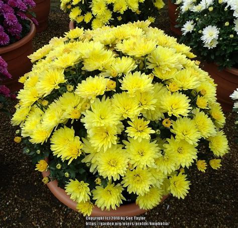 Belgian Chrysanthemum Chrysanthemum Aluga Yellow