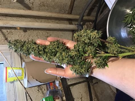 Monster cookies strain flavor & aroma. Info about the unknown or legendary cannabis strain ...