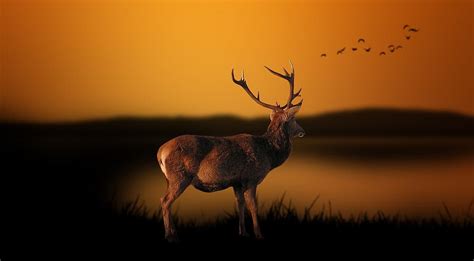 How To Hunt Deer That Are Coming In At Night Trail Camera Expert