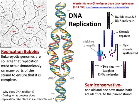 Dna, along with rna and proteins, is one of the three major macromolecules that are essential for life. DNA Replication, RNA Structure & Function, and Compare DNA ...