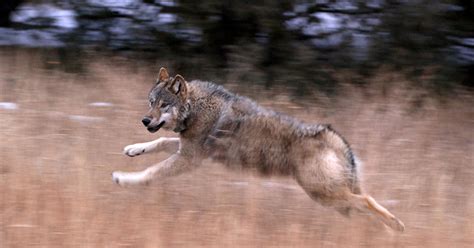 All 10 Gray Wolves Captured In Oregon Now Reside On Colorados Western
