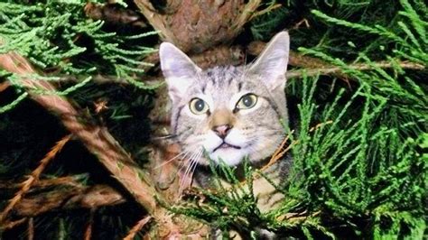 Cat Stuck In A Tree These Rescuers Have You Covered