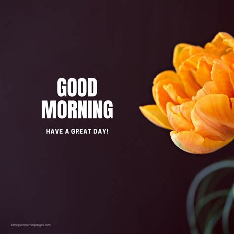 An Incredible Collection Of Full 4k Good Morning Images With Quotes