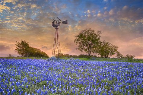 Windmill And Bluebonnets In The Morning 3 Texas Hill Country Images