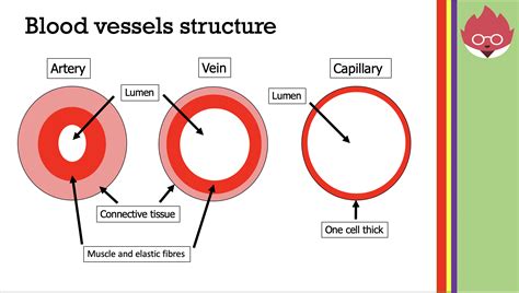 Aqa Gcse Biology The Heart And Blood Vessels Teaching Resources