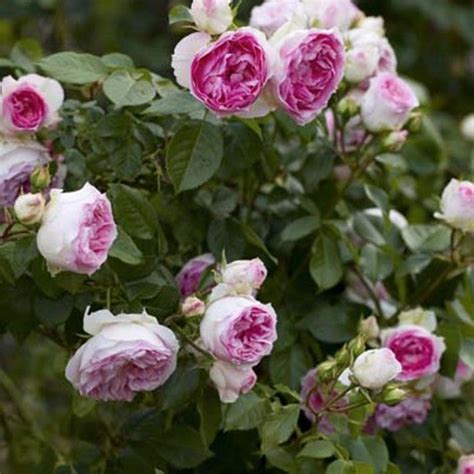 Rosier Arbustif Ou Grimpant Miniature Rosa Mini Eden Rose Eden Rose