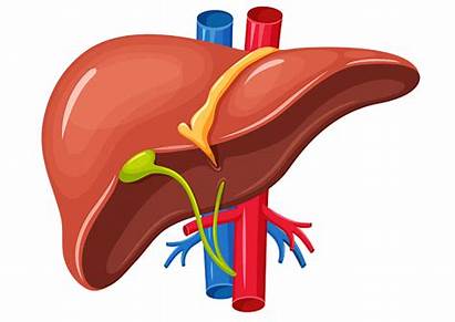 Liver Clipart Disease Gallbladder Diabetes Transparent Clip