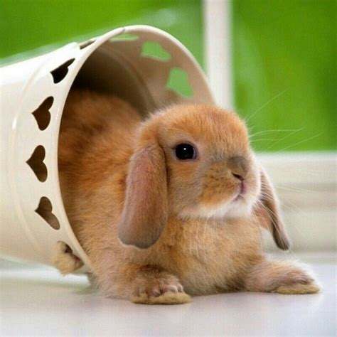 Cute Rabbit Baby Animals Pictures Funny Animal Pictures Animals And