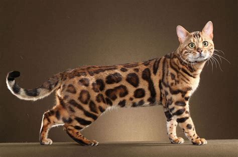 To say that the bengal is an exotic cat is an understatement. Bengal cat price range. Bengal cat for sale cost. Best ...