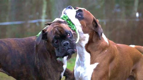Boxer Puppy Play In Slow Motion 😁 Youtube