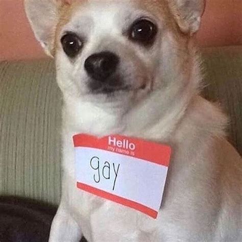 Hello My Name Is Gay Dogs Know Your Meme