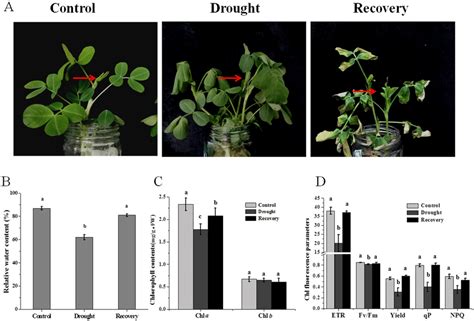 Morphological And Physiological Changes In Peanut Plant During Drought