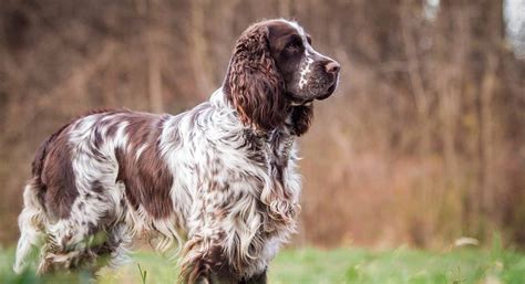 Your puppy will learn the 21 skills that all family dogs need to know. English Springer Spaniel Puppies for Sale | Greenfield Puppies