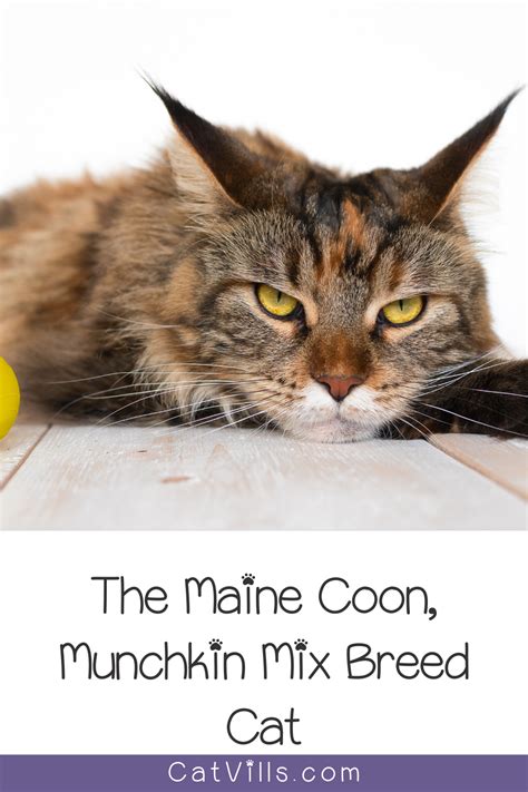 Meet the cutest scottish fold munchkin kitten. Pin on Cat Breeds