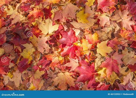 Fallen Maple Leaves Stock Image Image Of Weather Ground 46133953