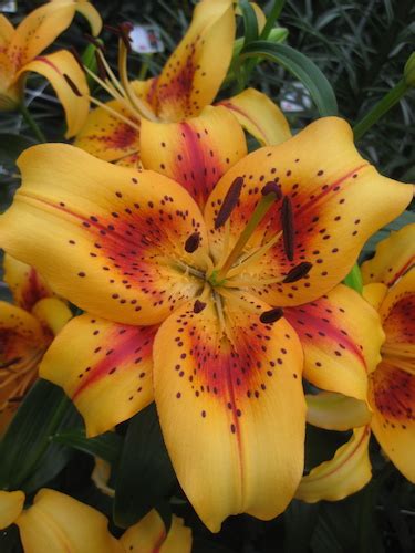 Buy Lily Bulbs Hollywood Collection Lilies Pack Of 12 Bulbs Gold