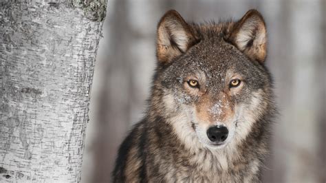 Colorado Wildlife Officials Discuss Reintroduction Of Gray Wolves