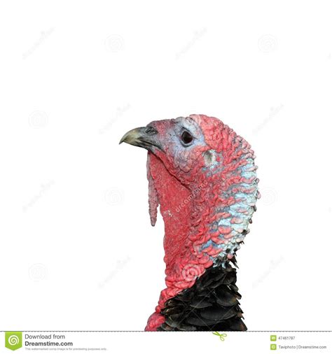 Turkey Head Turkey Krupnyj Plan Bird Eye Turkey Head Beak 12 Inch By