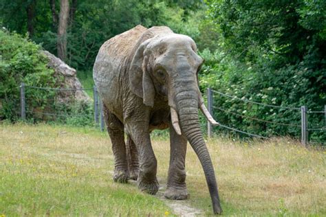 Uks Paignton Zoo Confirms It Will No Longer Keep Elephants Blooloop
