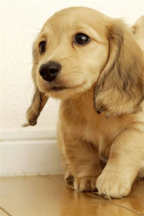 Dachshund in dogs & puppies for sale. 92a2b392b7f74ab31ac0912478852cd7.jpg 640×960 pixels | Puppies, Dachshund puppy