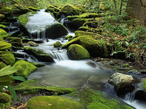 Landscape Mountain Stream Rocks With Green Moss Wallpaper Hd For