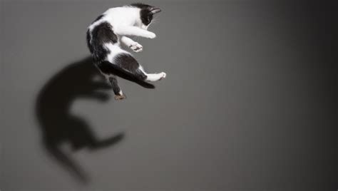 Paw Mazing Pets Max The Cat Backflips Like An Acrobat Video Cattime