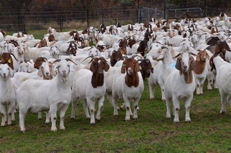 What Is Goat Farming