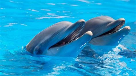 Male Dolphins Offer Ts To Attract Females Study