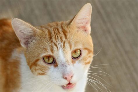 In the pictures above, notice that the third eyelid also protrudes when you pull up the upper eyelid. Cat Eye Injury - Information, Treatment, Prevention ...