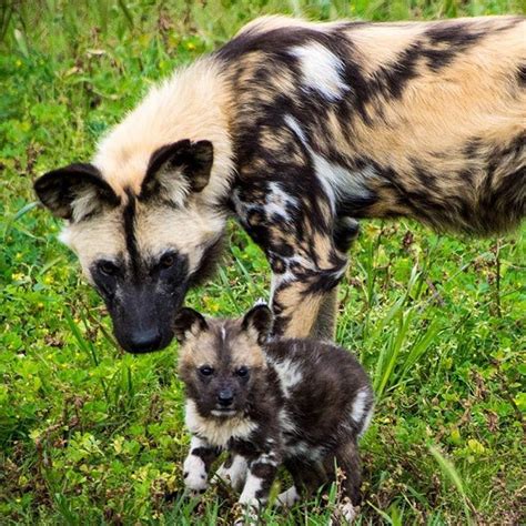 Wild Child African Hunting Dog African Wild Dog Cute Dogs Breeds
