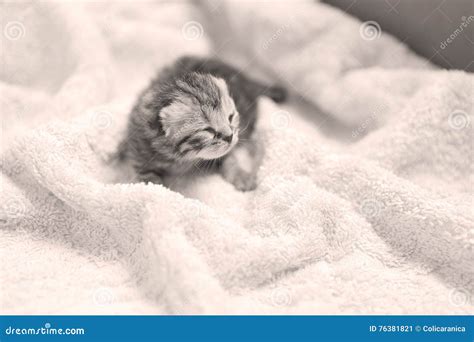 British Shorthair New Born Kitten First Day Of Life Stock Image