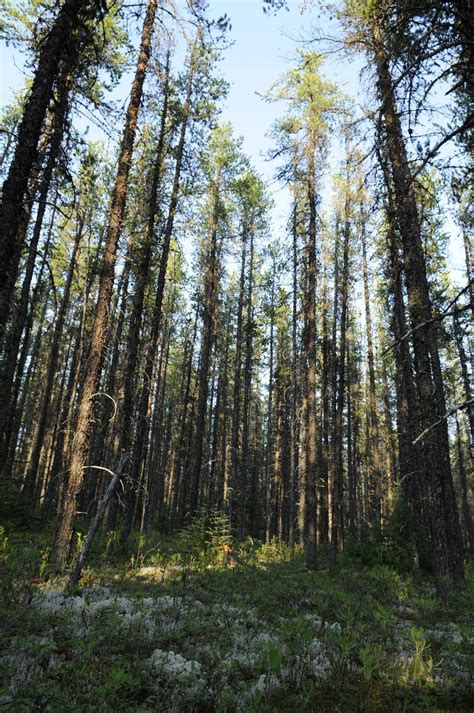 Quebecs Broadback Boreal Forest Receives Protection From
