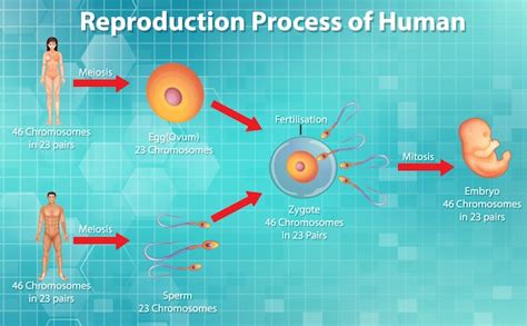 Free Vector Reproductive Process Of Human