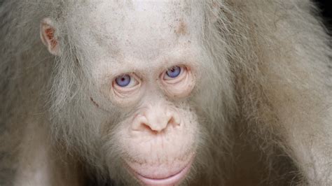 Albino Orangutan Rare Species Youtube