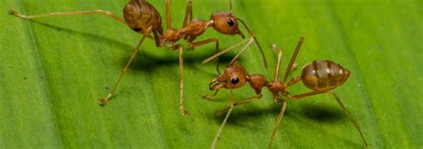 The Ultimate Guide To Fire Ant Control