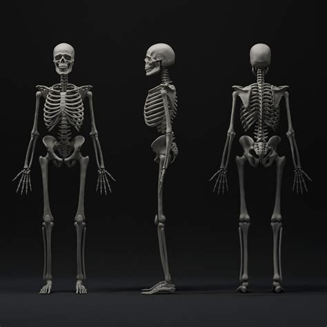 Skeleton Study Zbrushcentral