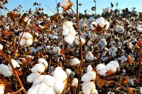 How to twist a giant's arm? Brazil, USA, the WTO, and cotton subsidies ...