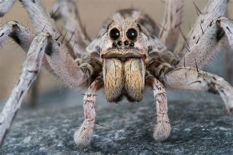 Wolf Spiders Bites Babies And Other Facts Live Science