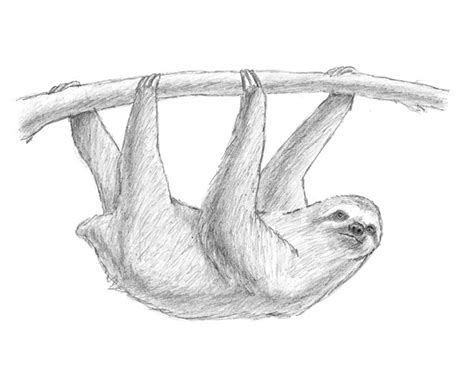 Maybe you would like to learn more about one of these? How to Draw a Sloth