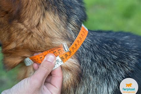How To Measure Your Dog For A Harness Love Ferplast