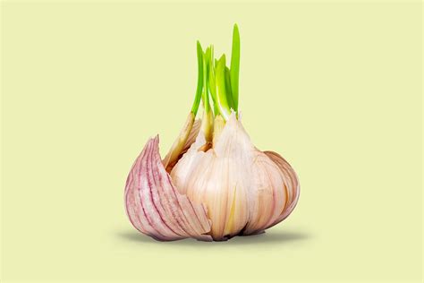 Is It Safe To Eat Sprouted Garlic