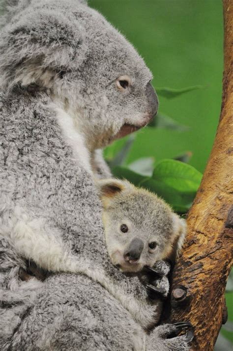 Koala Joey Ready For His Close Up Zooborns