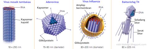 Ciri Ciri Virus Belajar Biologi