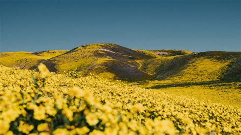 Download wallpaper 3840x2160 flowers, yellow, hills, field, landscape 4k uhd 16:9 hd background