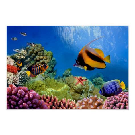 Colorful Coral And Tropical Fish Poster Tropical Fish