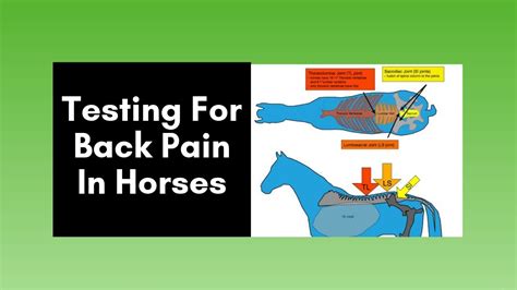 Horse Back Pain Testing For Back Pain In Horses 2020 Youtube