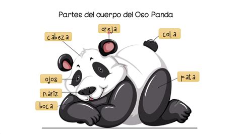 Oso Panda Partes Del Cuerpo En Español Youtube
