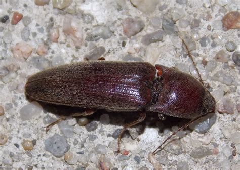 Click Beetle Insects Of Ohio · Inaturalist